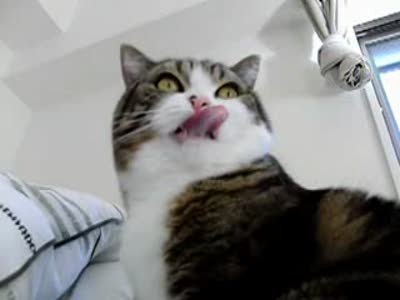 Медленный котяра