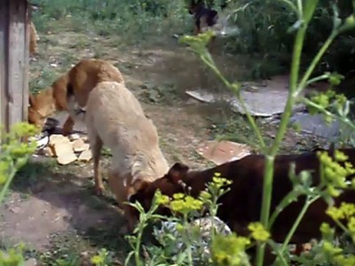 Мои приёмыши :)