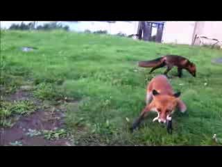 лиса и куринная лапка