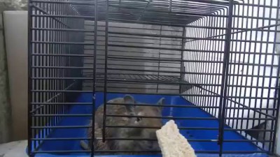 Дегу - жадина!