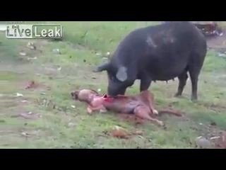 Свинья ест собаку