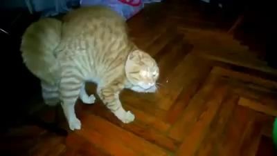 Оооо, хуйня, хуйня, хуйня