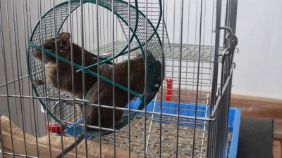 дегу в колесе