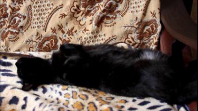 как я с котэ диалог базарил!!))