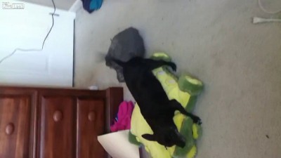 Любимая игрушка собаки