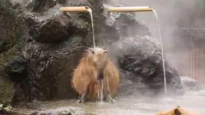 Телочки парятся