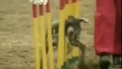 Реактивный пес