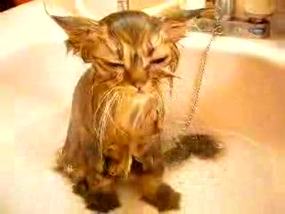 Еще один котейка с похмелья