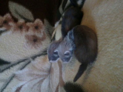 хорьки за луганск