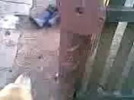 Собака дрючит мужика