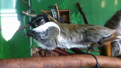 Усатые обезьяны