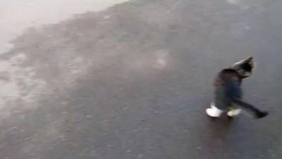 кот гоняет мышь