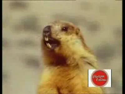 Сормовские сорванцы (команда КВН)