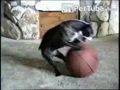 собака "задний ход"