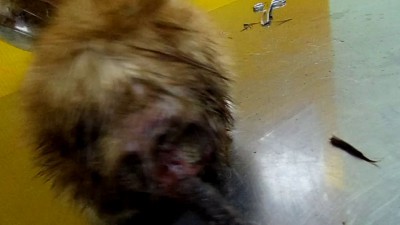 Котенок Мальта