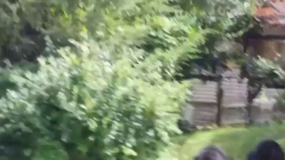 драка медведей