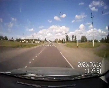 корова на трассе