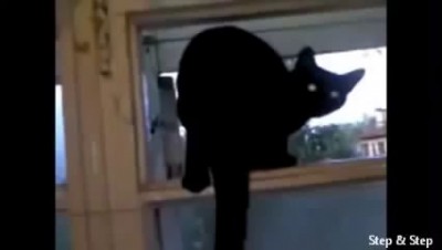 Котэ гавкает