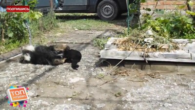 Боевое искусство от котэ