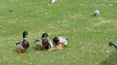 Утиный секс