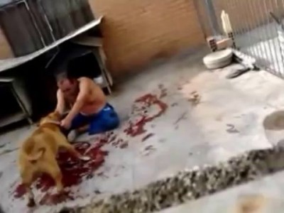 Нападение Питбуля