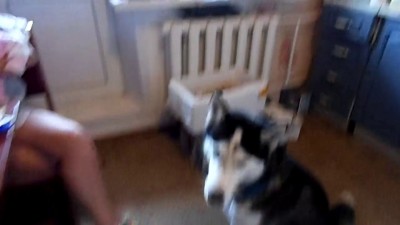 Собака-подпевака