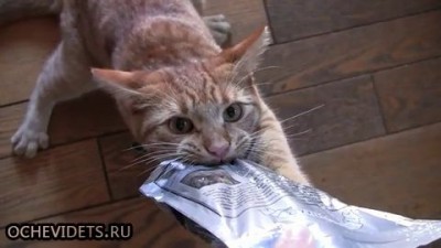 Самый голодный кот
