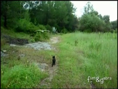 Cat and owl playing