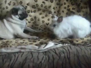 продолжение...хто ж кого?