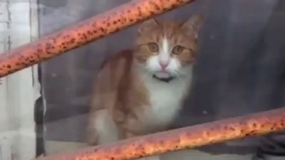 Котейка просит не уходить от него