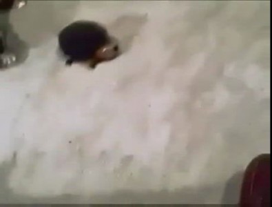 Кто в доме хозяин