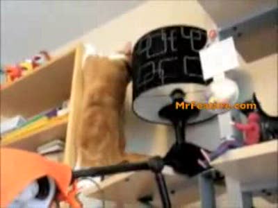 неуклюжий кот