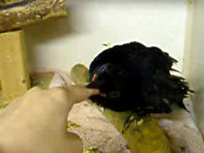 Птичка-миньтечица