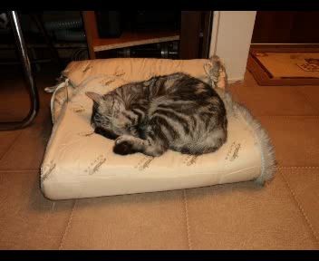 Компиляция фото и видео моей котэ