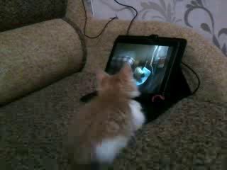 Буся смотрит машу и медведя