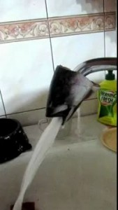 Мою селедку тошнит