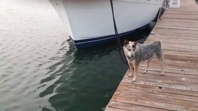 Sea Otter vs Australian Cattle Dog