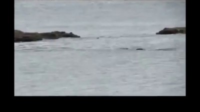 Встреча с косатками