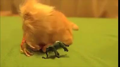 царь зверей