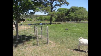 Пастушьи собаки