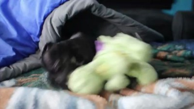 Собакен и дракон