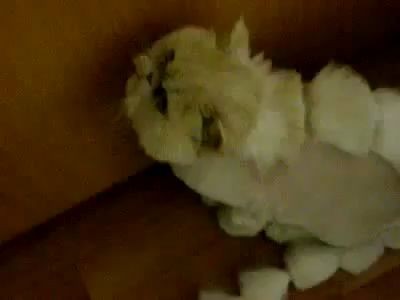 Креативная стрижка кота .