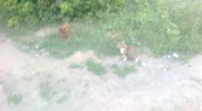 Собака vs кошка