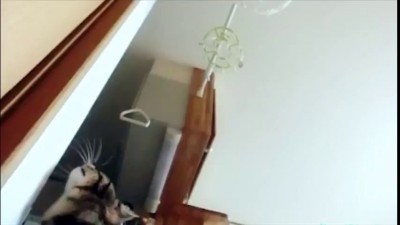 Прыжки кота, замедленная съёмка