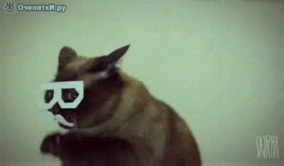 кот-хипстер