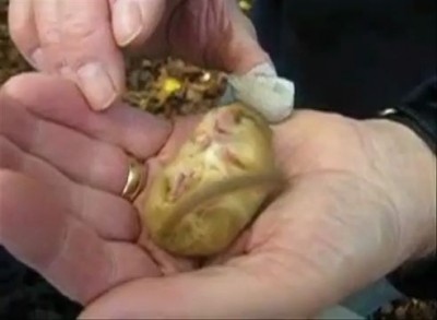 Маленький хомячёк громко храпит !