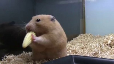 ヤングコーンを丸ごと詰め込むハムスター（Young corn hamster）