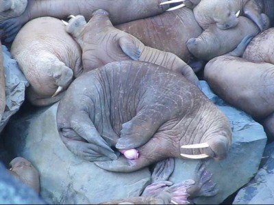 Эротический сон