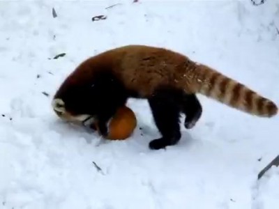 Фаерфокс с мячом