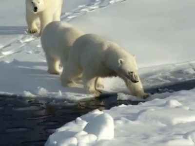 Мишки на севере